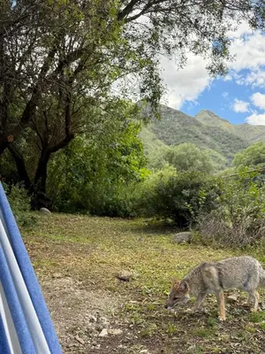 a coyote standing in the grass next to a car at Nomad Base en Country Chumamaya in Merlo