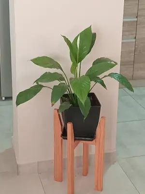 a potted plant sitting on a wooden chair at Urbana Home Córdoba in Cordoba