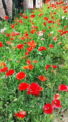 a field of red flowers in the grass at Casa Amapola in Embalse