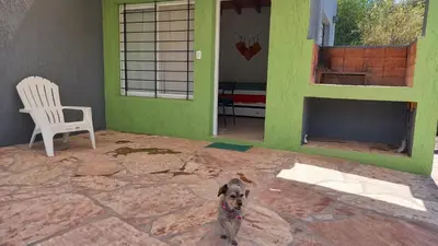 a dog standing in front of a room with green walls at Cabaña Trébol en Cabañas Encuentro in Carpintería