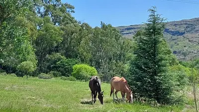 two horses grazing in a field near a tree at Cabaña Tanti Montaña del Vigía in Tanti