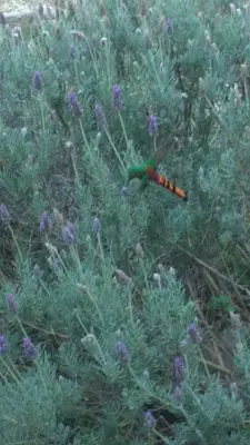a butterfly is sitting in a field of flowers at Cabañas 