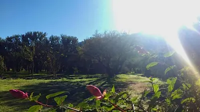 a field with pink flowers and trees in the background at Cabañas 