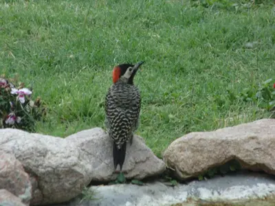 a bird standing on top of a rock at Cabañas 