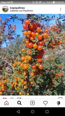 a picture of a bunch of oranges on a tree at Cabañas 