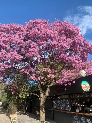 a tree with pink flowers in front of a store at Cabaña kempes Córdoba in Cordoba