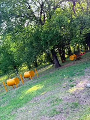 a group of pumpkins in a field with a tree at Cabañas la posada de kika in Arroyo de Los Patos