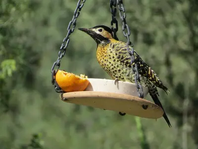 a bird is sitting on a bird feeder at Arawi Cabaña in Merlo