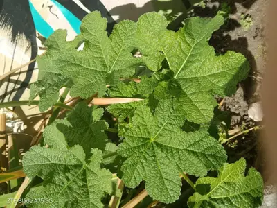 a plant with green leaves in a pot at Departamento en la Villa in Villa Carlos Paz
