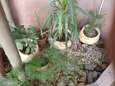 a bunch of plants are sitting in a garden at Departamento en la Villa in Villa Carlos Paz