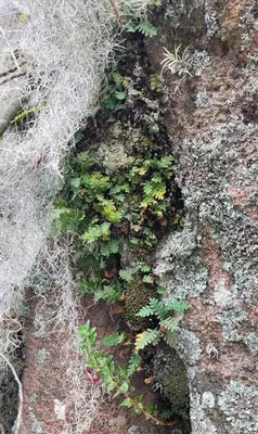 a group of plants growing on the side of a rock at Rustic Mountain Shelter Pure Nature in Las Rabonas