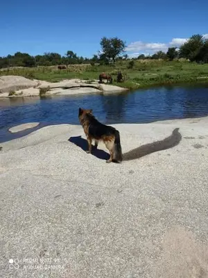 a dog standing on the sand near a body of water at Panaholma resort Cabañas de montaña in Panaholma