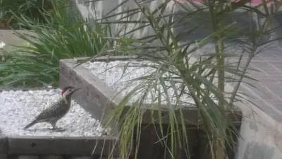 a bird standing on a stone ledge next to a plant at Cabañas de Colores in Los Reartes