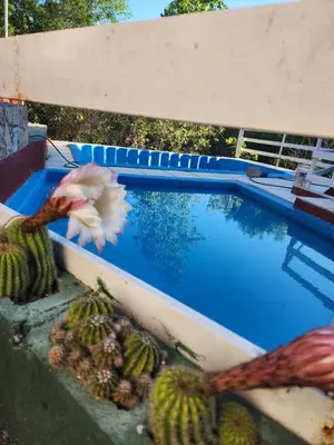 a bird flying over a swimming pool next to a cactus at Altos de Grecia Cabaña 3 in Villa Carlos Paz