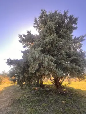 a tree in the middle of a field at Ranchos de la Tata in Las Calles