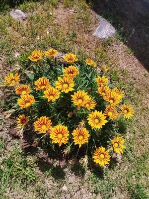 a circle of yellow and orange flowers in the grass at Alojamiento temporal mis seis soles in Villa de Las Rosas