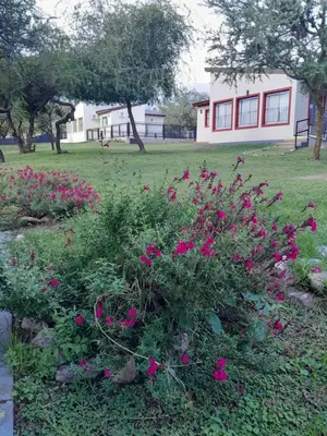 a garden with pink flowers in a yard at Complejo de Cabañas Los Virreyes in Cerro de Oro