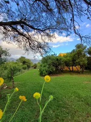 a field with yellow flowers in the grass at Casa Magnolia in Merlo