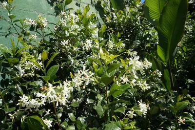 a bush with white flowers in front of a wall at Casita Meraki para 2 personas in Villa Carlos Paz