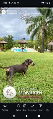 a dog standing in the grass with a frisbee at Lomas de Belgrano Oficial cabaña 1 in Villa General Belgrano