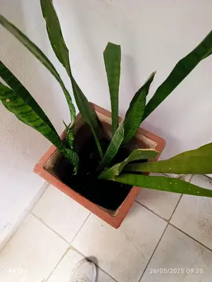 a potted plant sitting on a tile floor at Violeta in Cordoba