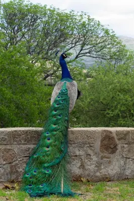 a peacock is standing on a stone wall at Estancia Santa María de las Casas Viejas in Mina Clavero