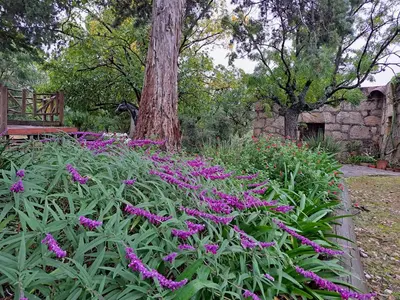 a garden with purple flowers in front of a tree at Estancia Santa María de las Casas Viejas in Mina Clavero