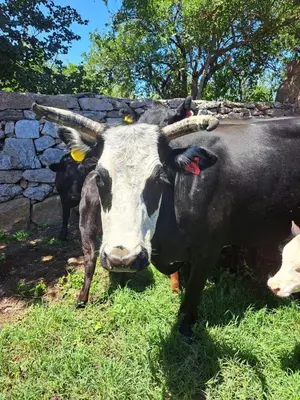 a black and white cow standing in the grass at Estancia Santa María de las Casas Viejas in Mina Clavero