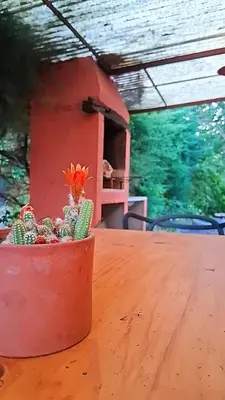 a plant in a pot sitting on a table at la riviere in Alta Gracia