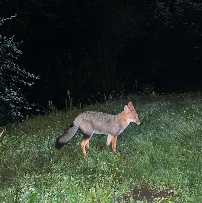 a fox standing in the grass in a field at Lila Casas de Montaña in La Cumbrecita