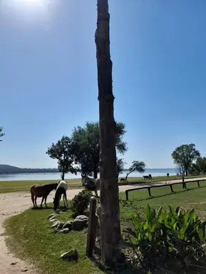 a group of horses standing in a field next to a tree at Alpinas Aliwé in San Ignacio