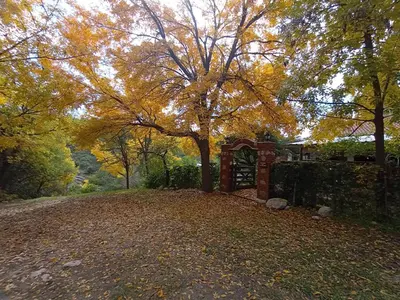 a large tree in the middle of a yard at Casa familiar de Campo Arev in Las Rabonas