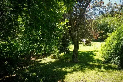 a tree in the middle of a grass field at Apartamento por día Cuesta Blanca in Cuesta Blanca