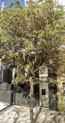 a tree in front of a building with a fence at Encantador departamento en General Paz in Cordoba