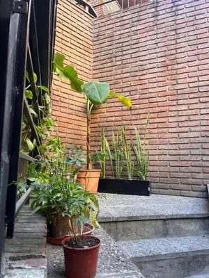 a group of potted plants sitting on a brick wall at Hostel Nueva cordoba Subte Uno in Cordoba