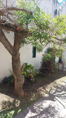 a tree next to a white building with a tree at Castillo Del Lago - Carlos Paz - D19 in Villa Carlos Paz