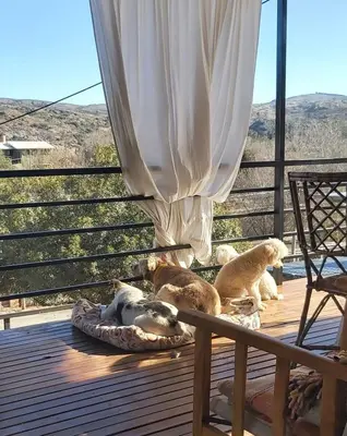 a group of dogs laying on a wooden deck at Paz in Tanti