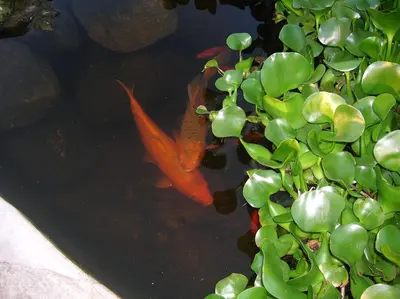 an orange fish swimming in a pond next to a plant at Apart Los Antiguos in Merlo