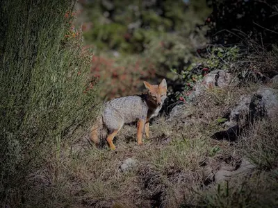 a coyote standing on the side of a hill at Cuesta de las Piedras in La Cumbrecita