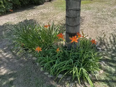 a bunch of flowers around a tree at Complejo La Tere- depto 3 in Cordoba