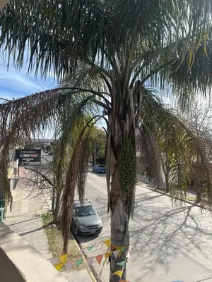 a palm tree on the side of a street at Departamento in Alta Gracia