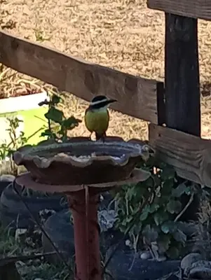 a bird sitting on top of a bird bath at Casa de campo La Mary in Tanti