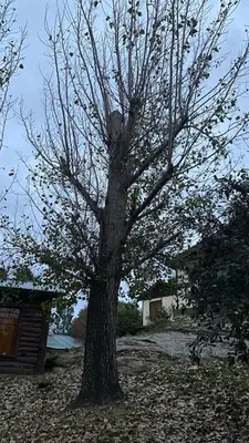a tree with no leaves on it in a field at Cabañas Ensueño in Villa Carlos Paz