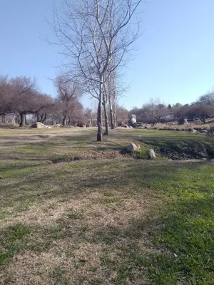a tree in the middle of a grass field at Alquiler villa dolores in San Javier