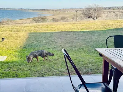 a dog standing in the grass next to a table at Puerto del Águila Departamento con vista al lago- The View Luxuary Aparts in Potrero de Garay