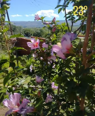 a bunch of pink flowers in a garden at Cabañas Megustayacanto in Villa Yacanto