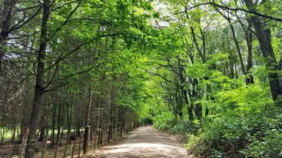 a dirt road through a forest with trees at Estancia san Miguel in San Miguel de los Rios