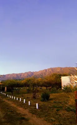 a long line of trees in a field with mountains in the background at Finca La Hermosa in San Javier