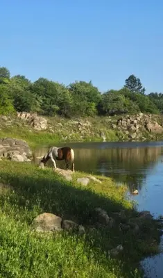 a horse grazing in the grass next to a lake at La Bonita, casa en alquiler frente al lago in La Estancia