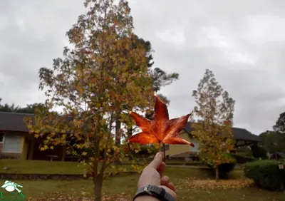 a person holding a maple leaf in front of a tree at La Olla Complejo Turistico in Santa Rosa de Calamuchita